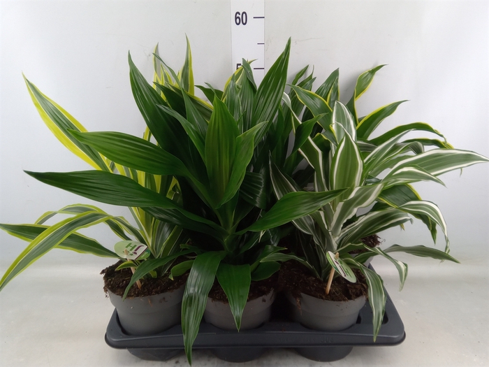 <h4>Dracaena frag.   ...mix 3</h4>