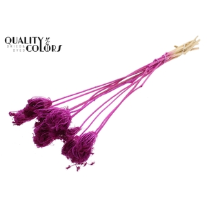 Ammi Majus 2-4cm 10pc/bunch Bleached Lilac