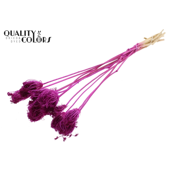 <h4>Ammi Majus 2-4cm 10pc/bunch Bleached Lilac</h4>