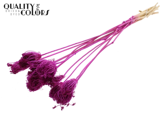 <h4>Ammi Majus 2-4cm 10pc/bunch Bleached Lilac</h4>