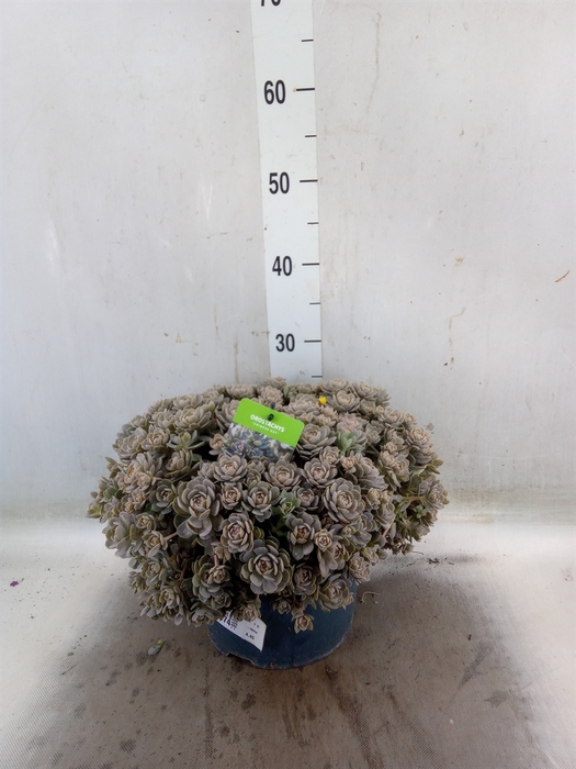 <h4>Orostachys furusei</h4>