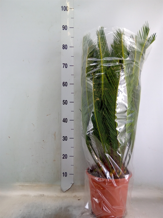 <h4>Cycas revoluta</h4>