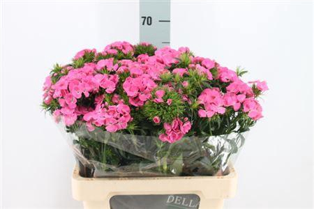 <h4>Di Barb Earl Pale Pink.</h4>