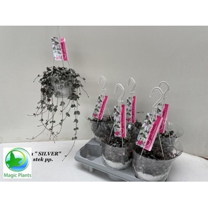 CEROP WO SILVE GLORY