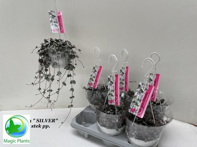 <h4>CEROP WO SILVE GLORY</h4>