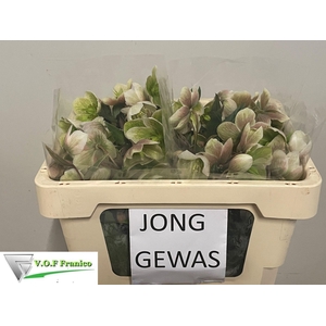 HELL  MAGNIFIC BELLS