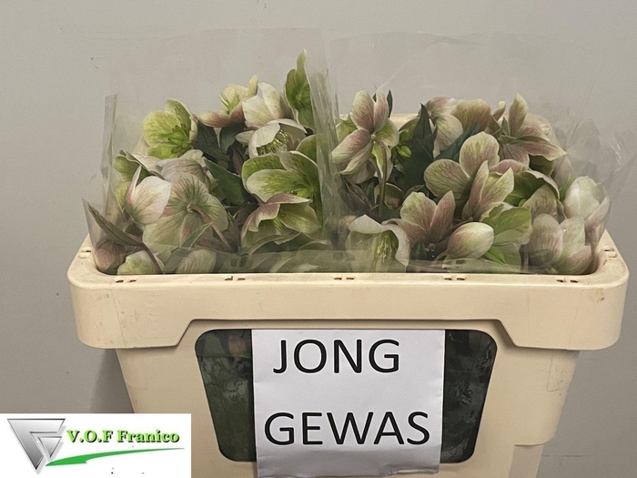 <h4>HELL MAGNIFIC BELLS</h4>