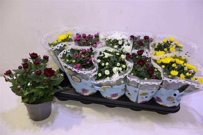 <h4>arr8 Chrys Gevuldbl Gem</h4>