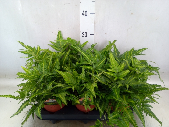<h4>Arachniodes aristata 'Variegata'</h4>