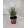 Stipa Tenuifolia Ponytails12