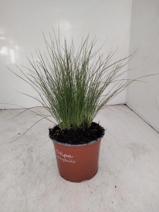 Stipa Tenuifolia Ponytails12