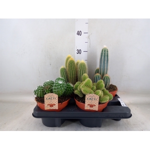 Cactus   ...mix