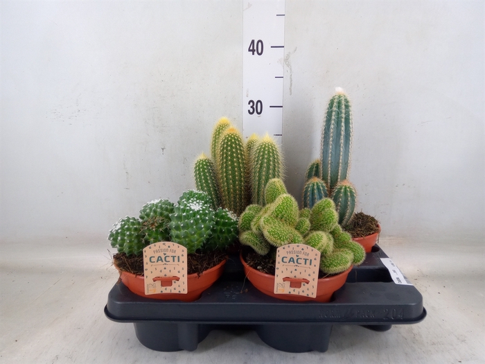 <h4>Cactus   ...mix</h4>