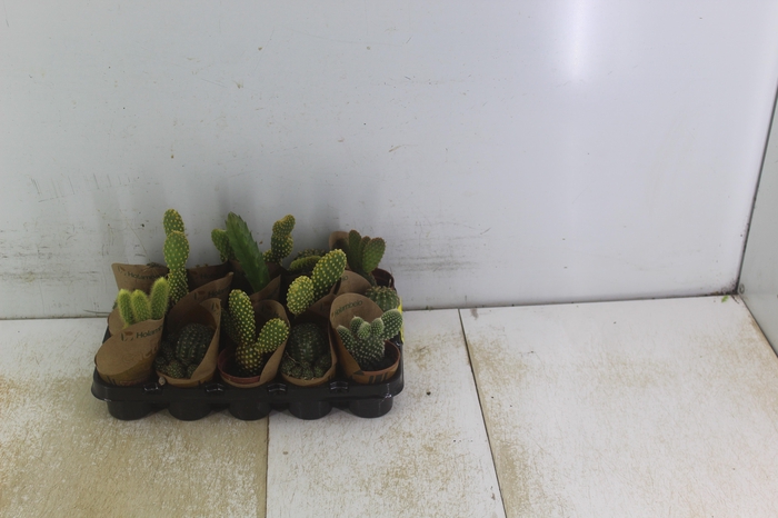 <h4>CACTUS MINI P06</h4>