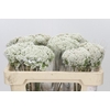 Ozothamnus Booming White