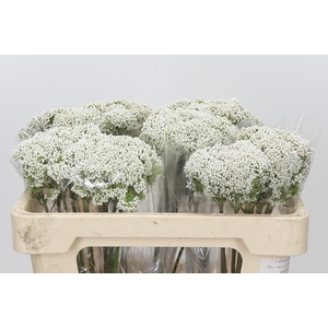 Ozothamnus Booming White