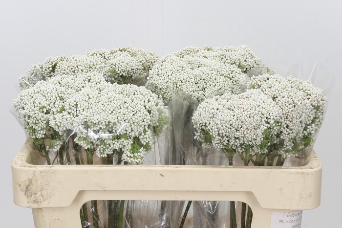 Ozothamnus Booming White