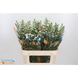 Ast Paquita 35gr 80cm