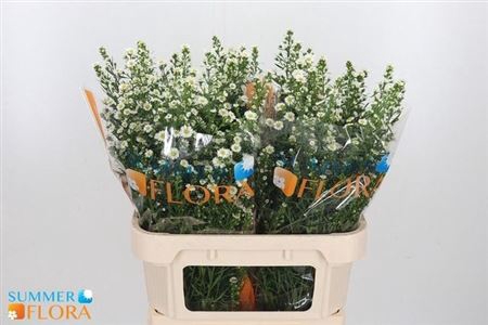 <h4>Ast Paquita 35gr 80cm</h4>