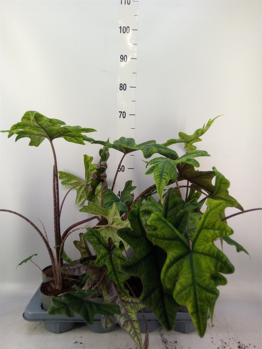 <h4>Alocasia  'Jacklyn'</h4>