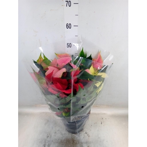 Euphorbia pulc.   ...mix in pot