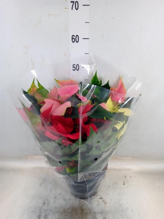 <h4>Euphorbia pulc.   ...mix in pot</h4>