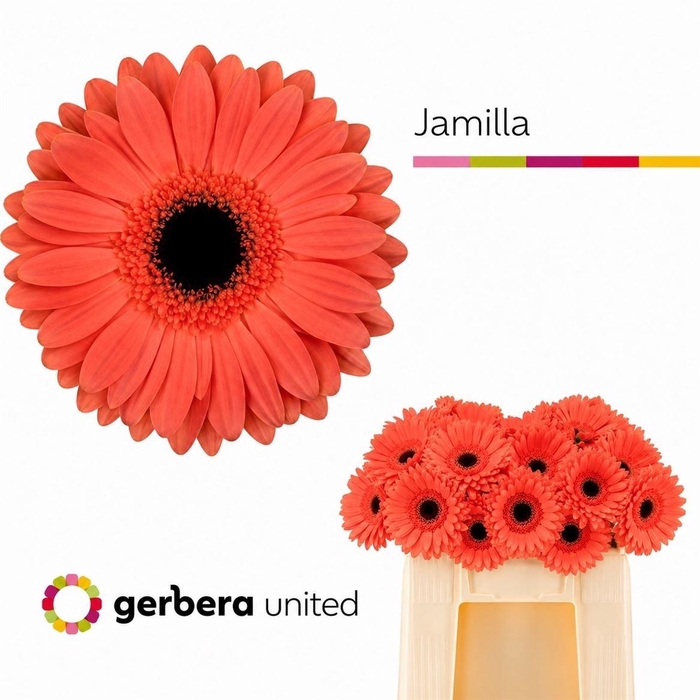 <h4>Ge Gr Jamilla</h4>