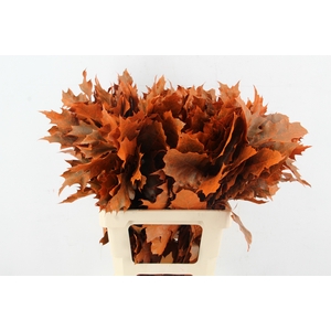 QUERC RUBRA 60CM FROST ORANGE