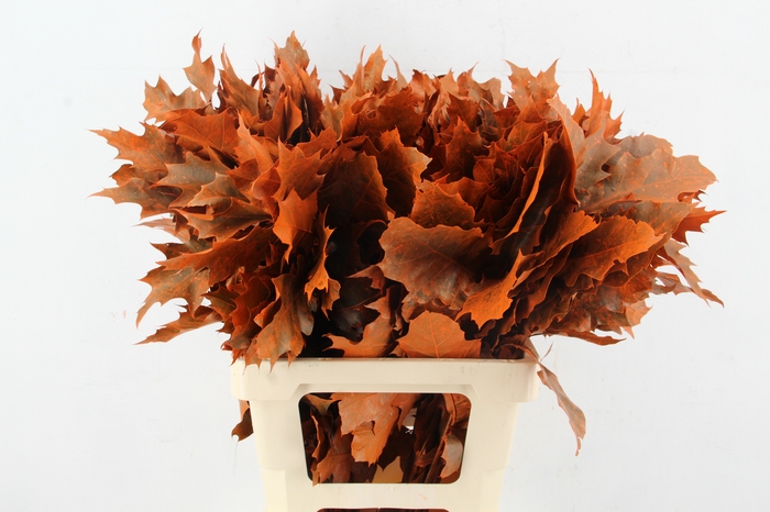<h4>QUERC RUBRA 60CM FROST ORANGE</h4>