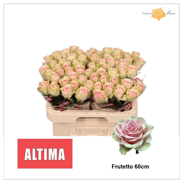 <h4>R GR FRUTTETO</h4>