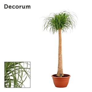 Beaucarnea recht 40 cm (Decorum)