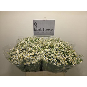 TANA PA SINGLE VEGMO