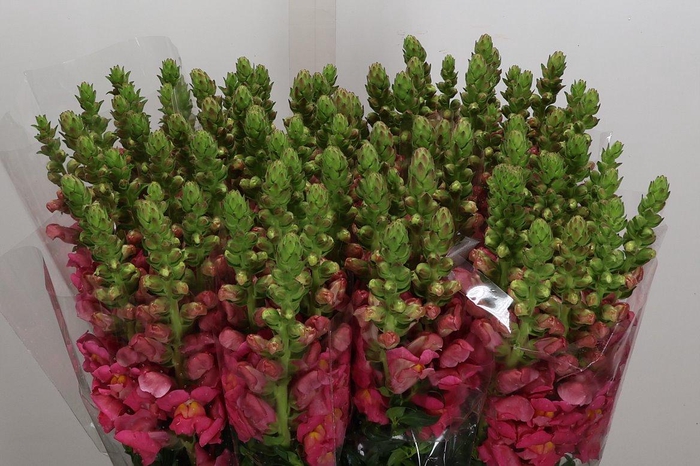 <h4>Antir It Hot Pink</h4>