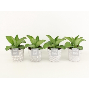 Kalanchoe Daigremontiana in Star pot