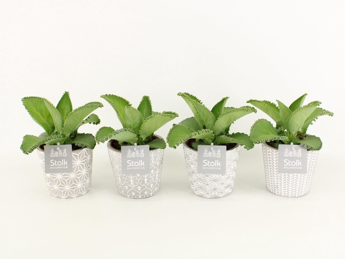 <h4>Kalanchoe Daigremontiana in Star pot</h4>