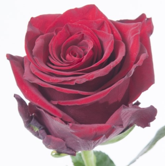 R GR EXPLORER Naranjo