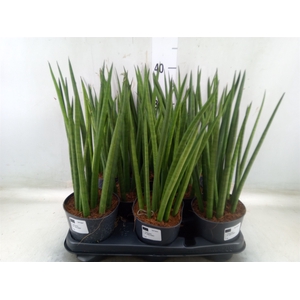 Sansevieria cyl.  ...