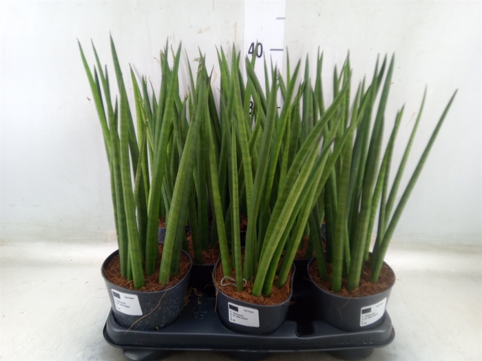 <h4>Sansevieria cyl.  ...</h4>