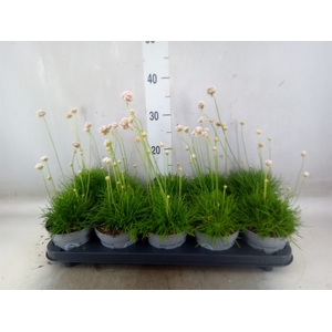 Armeria maritima 'Alba'
