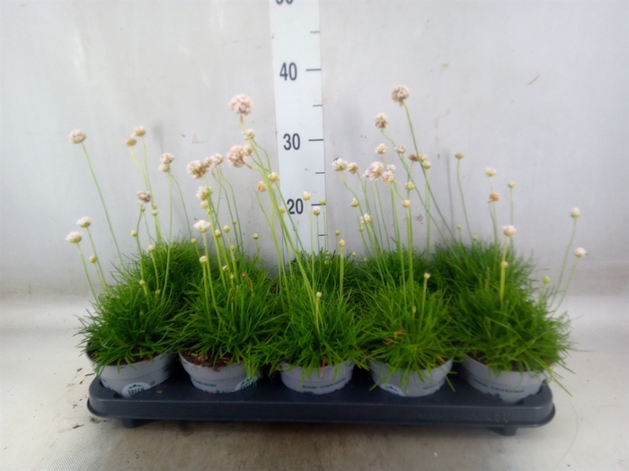<h4>Armeria maritima 'Alba'</h4>