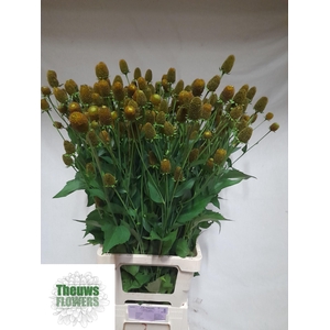 RUDBECKIA NITIDA
