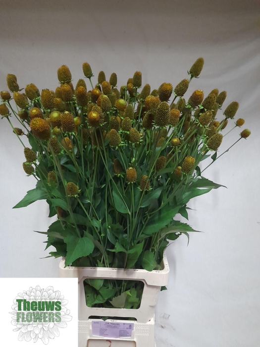<h4>RUDBECKIA NITIDA</h4>