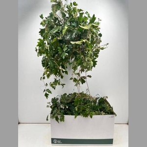 CISSUS RH ELLEN DAN