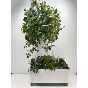 CISSUS RH ELLEN DAN