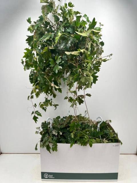 <h4>CISSUS RH ELLEN DAN</h4>
