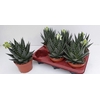 Aloe Tiki Tahi