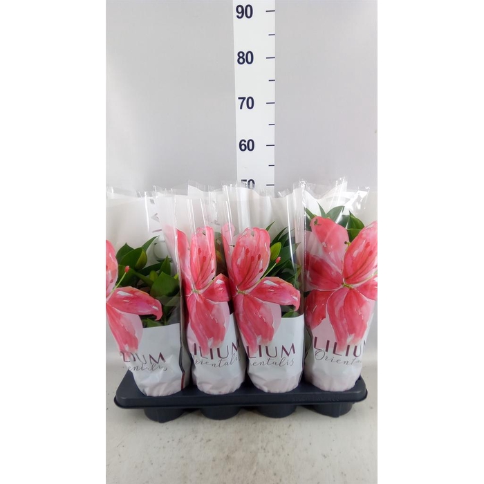 <h4>Lilium ori.  'Souvenir'</h4>