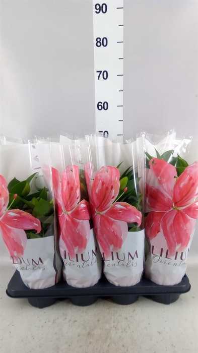 Lilium ori.  'Souvenir'