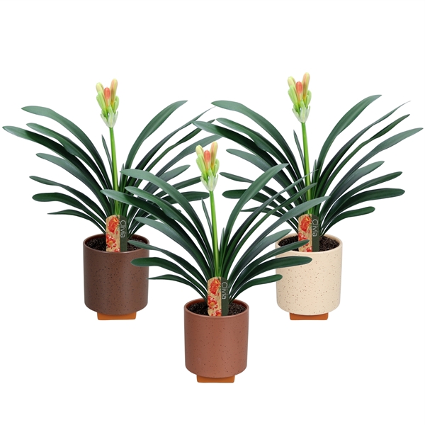 <h4>Clivia miniata in Tokio keramiek</h4>