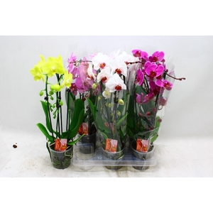 PHAL EL CASCADE